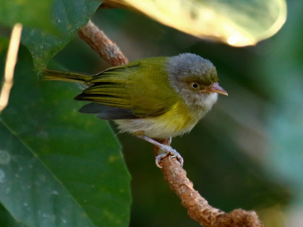 Photos - Para Greenlet - Tunchiornis rubrifrons - Birds of the World