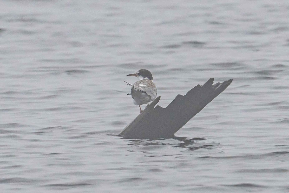 Common Tern - ML603676091