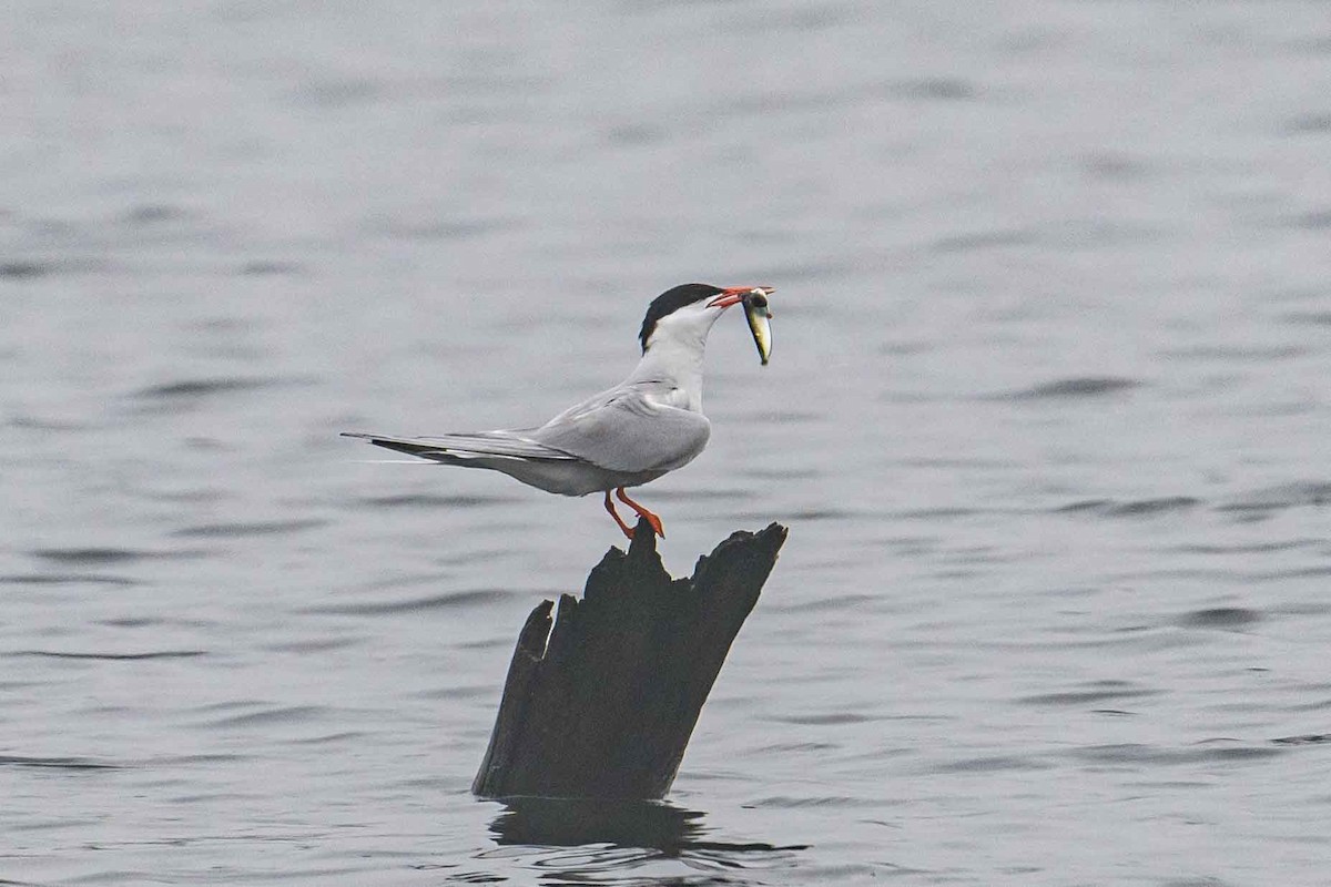 Common Tern - ML603676101