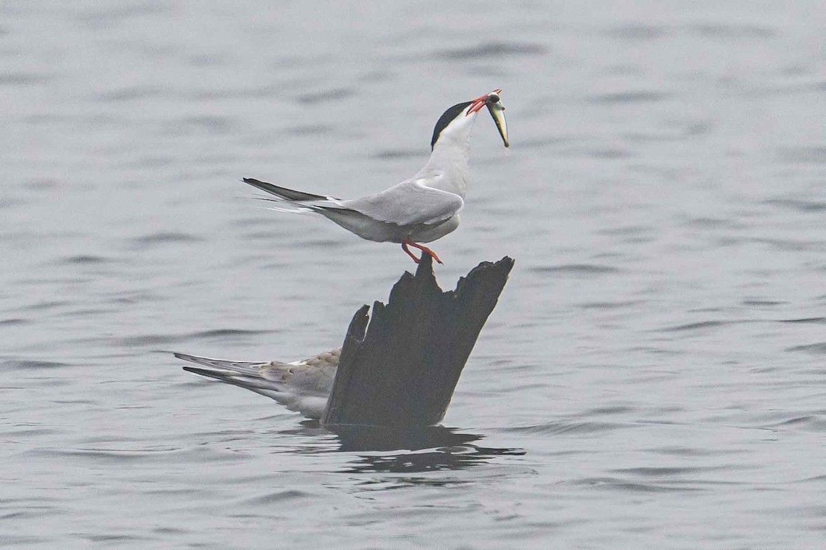 Common Tern - ML603676111