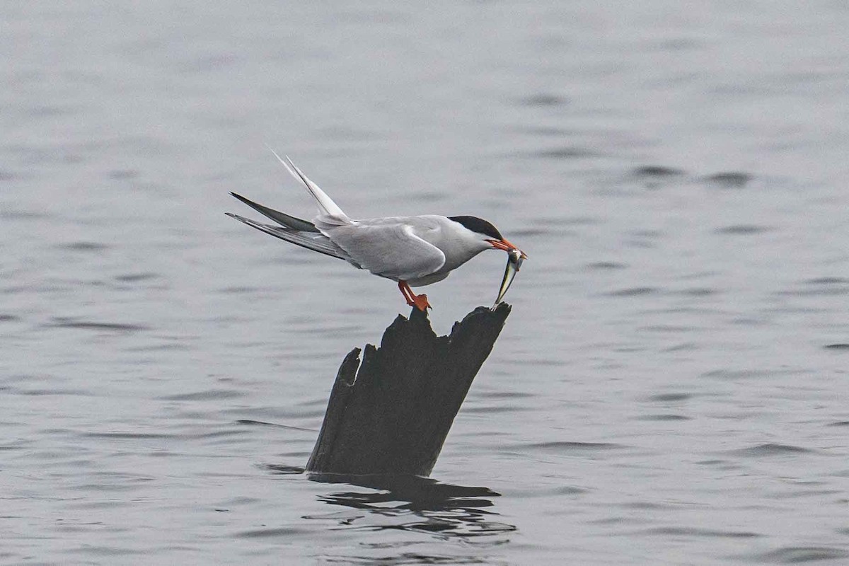 Common Tern - ML603676121