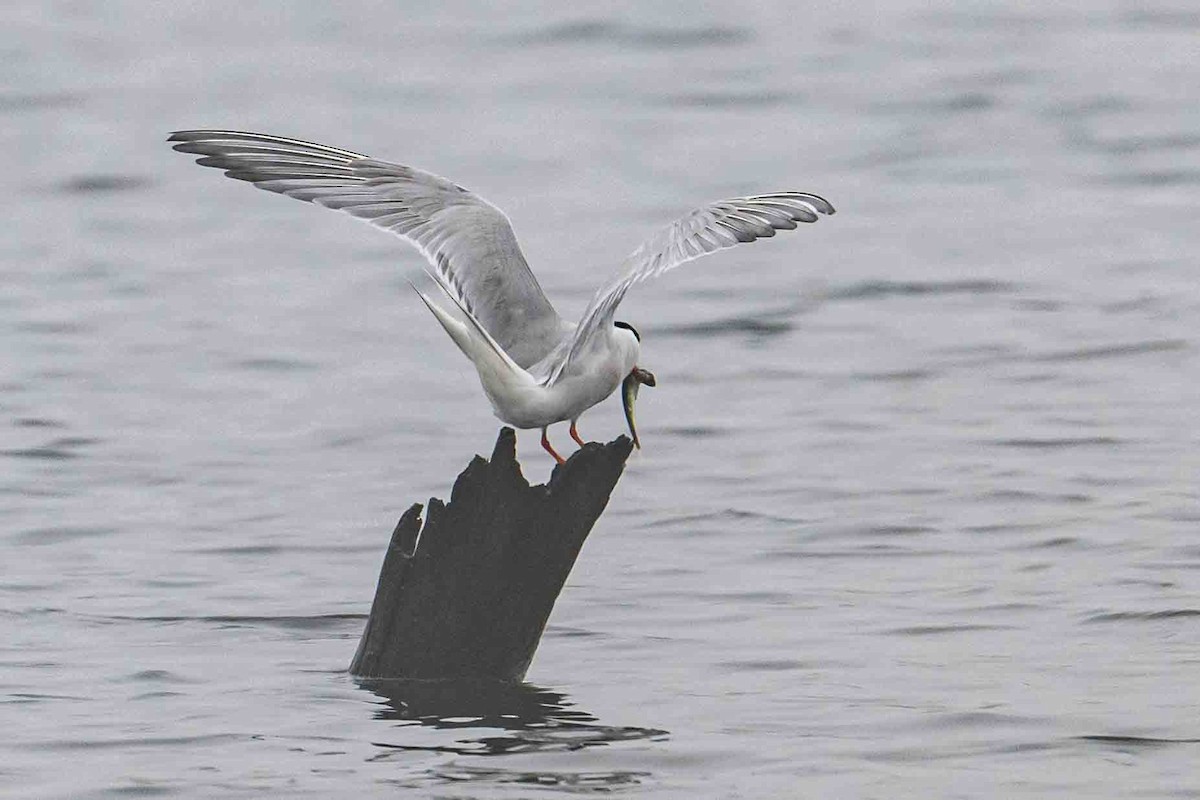 Common Tern - Frank King