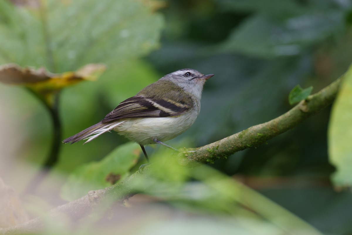 White-tailed Tyrannulet - ML603677221