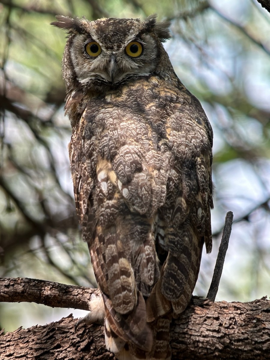 Great Horned Owl - Jeff Bouton