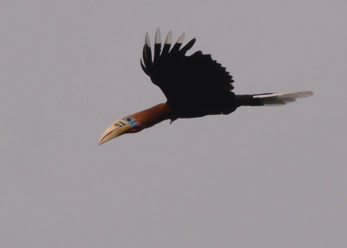 Rufous-necked Hornbill - Kirk Huffstater