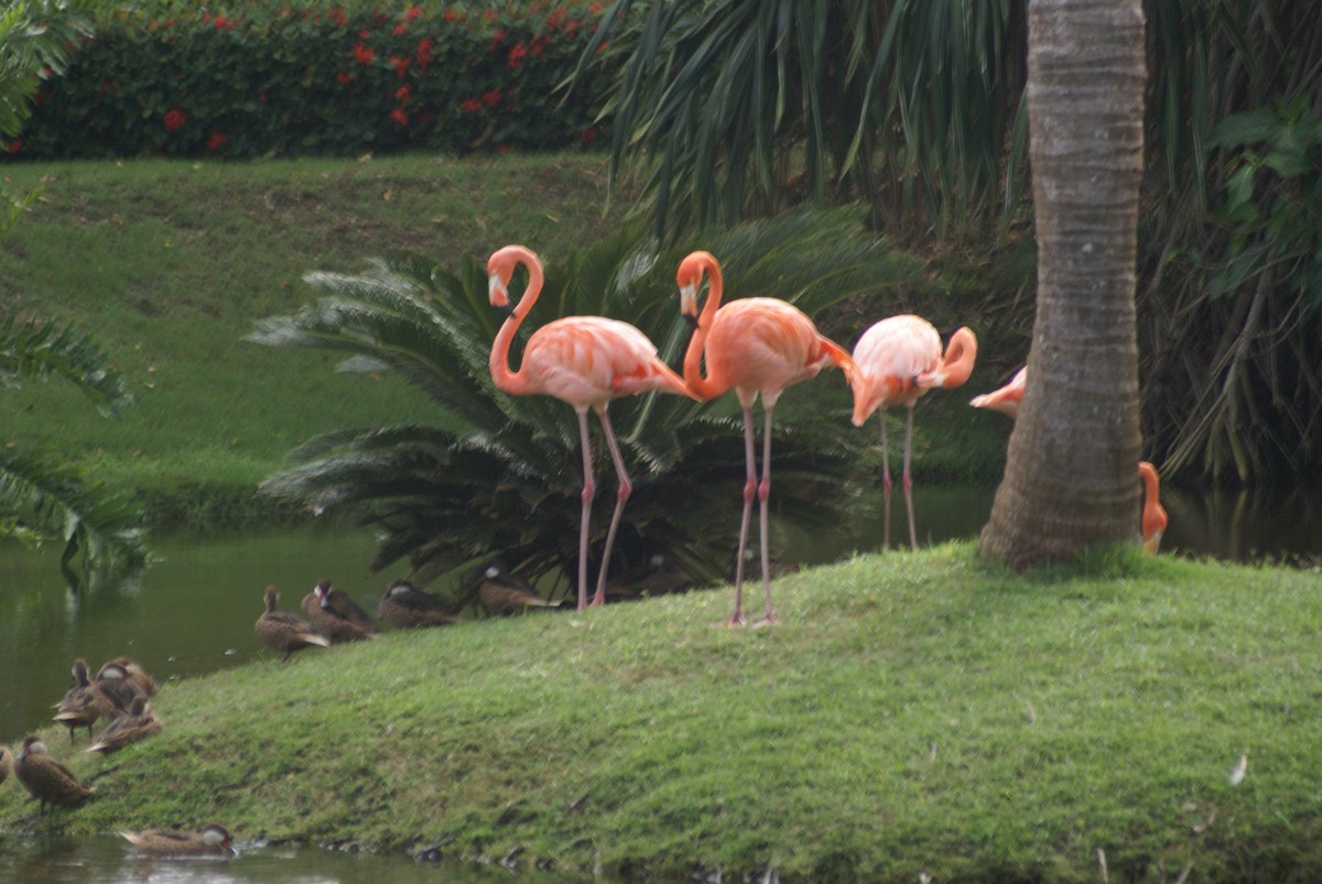 American Flamingo - Ryan Larson