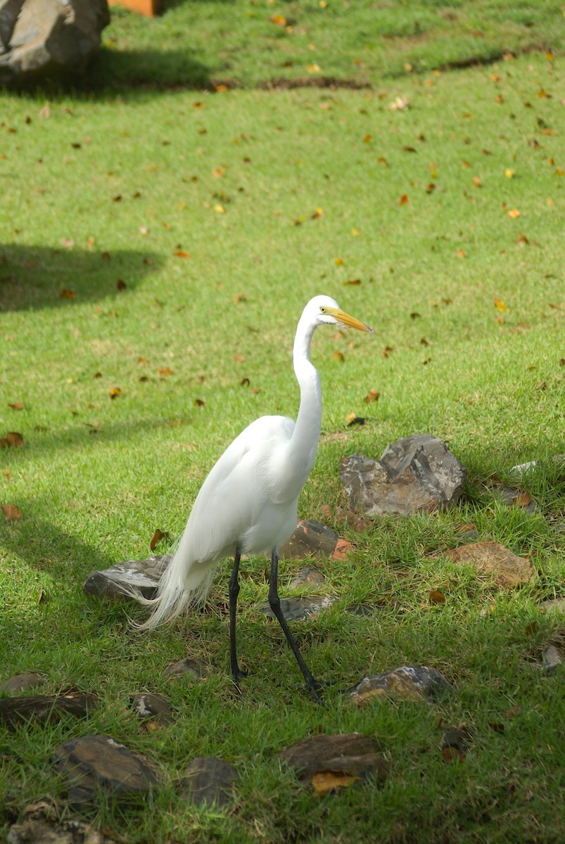 Great Egret - ML603679611