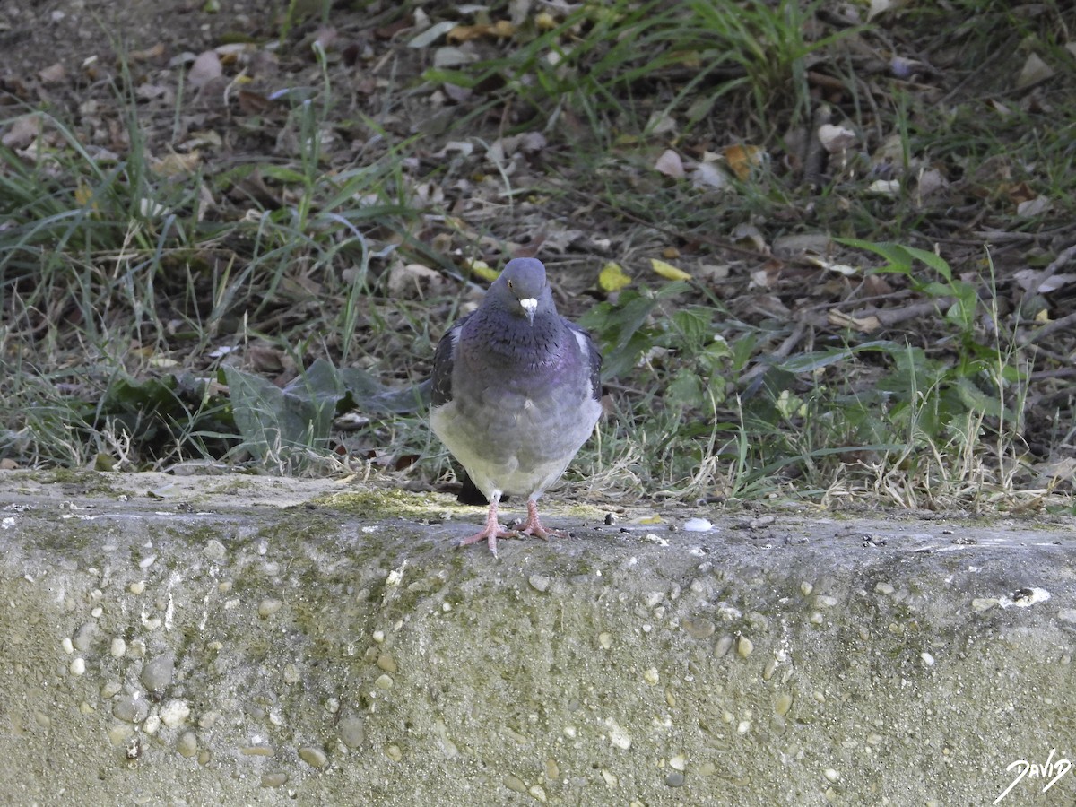 Rock Pigeon (Feral Pigeon) - David Alonso Otero