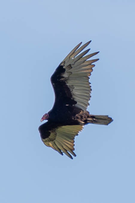 Turkey Vulture - ML603679861