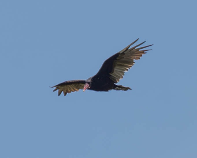 Turkey Vulture - ML603679871