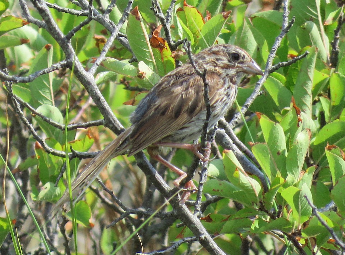 Song Sparrow - Barb Thomascall