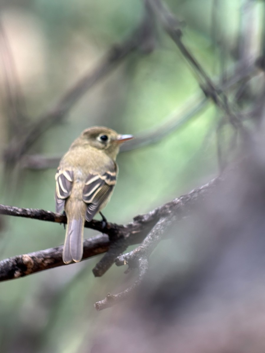 Western Flycatcher (Pacific-slope) - ML603680341