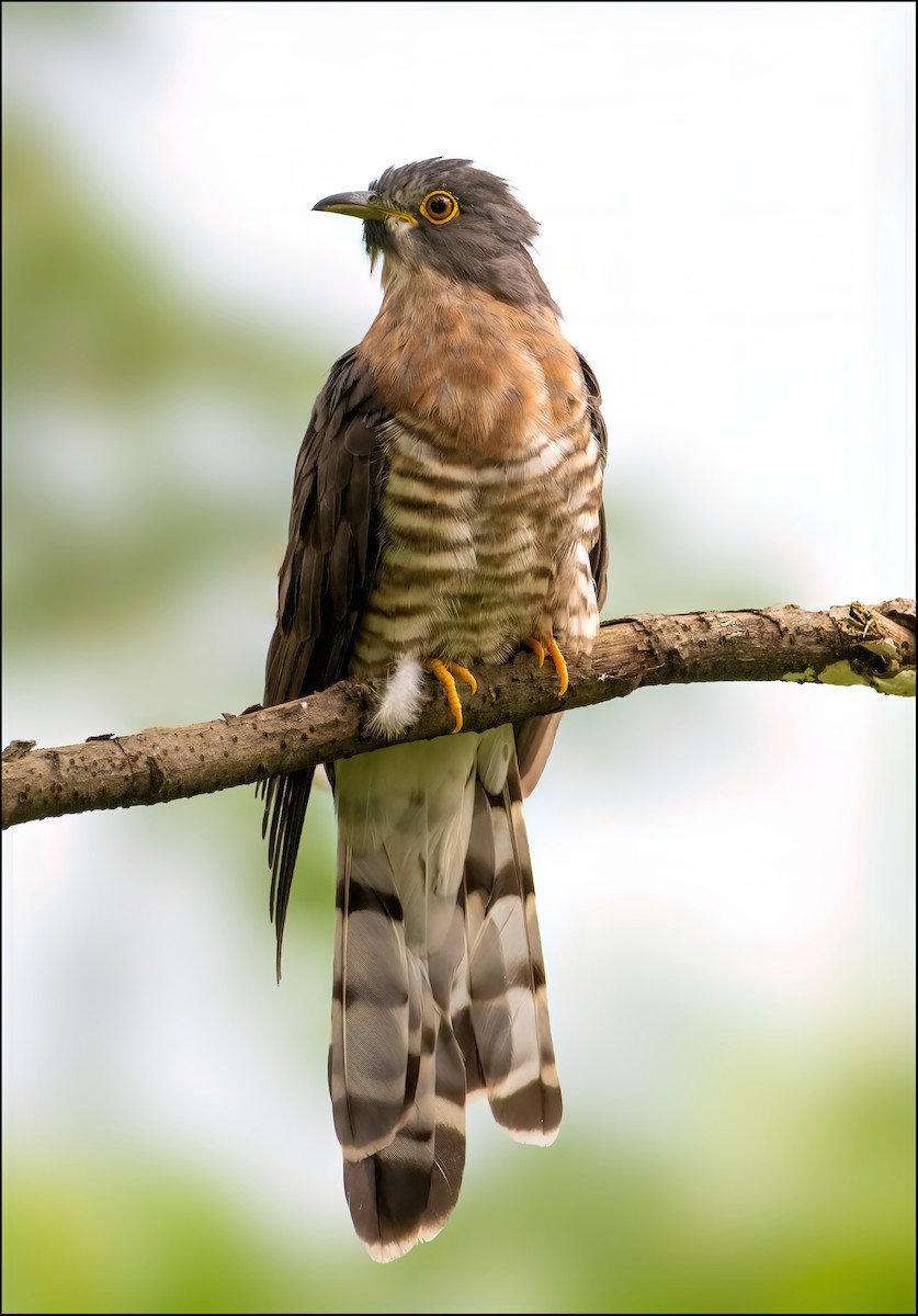 Large Hawk-Cuckoo - ML603681481