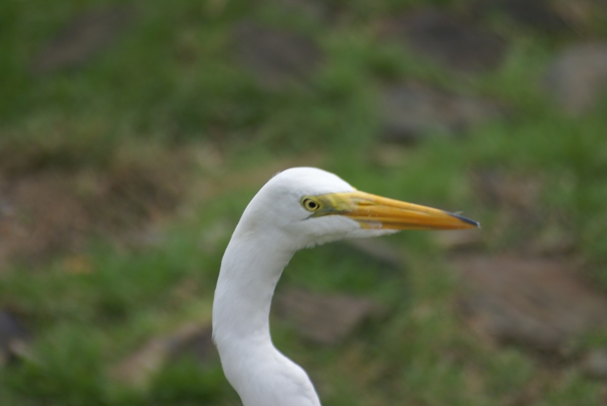 Great Egret - ML603681561