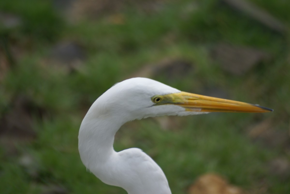 Great Egret - ML603681571