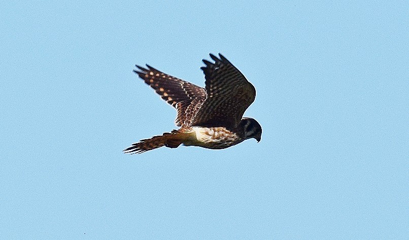 American Kestrel - Hugh Barger