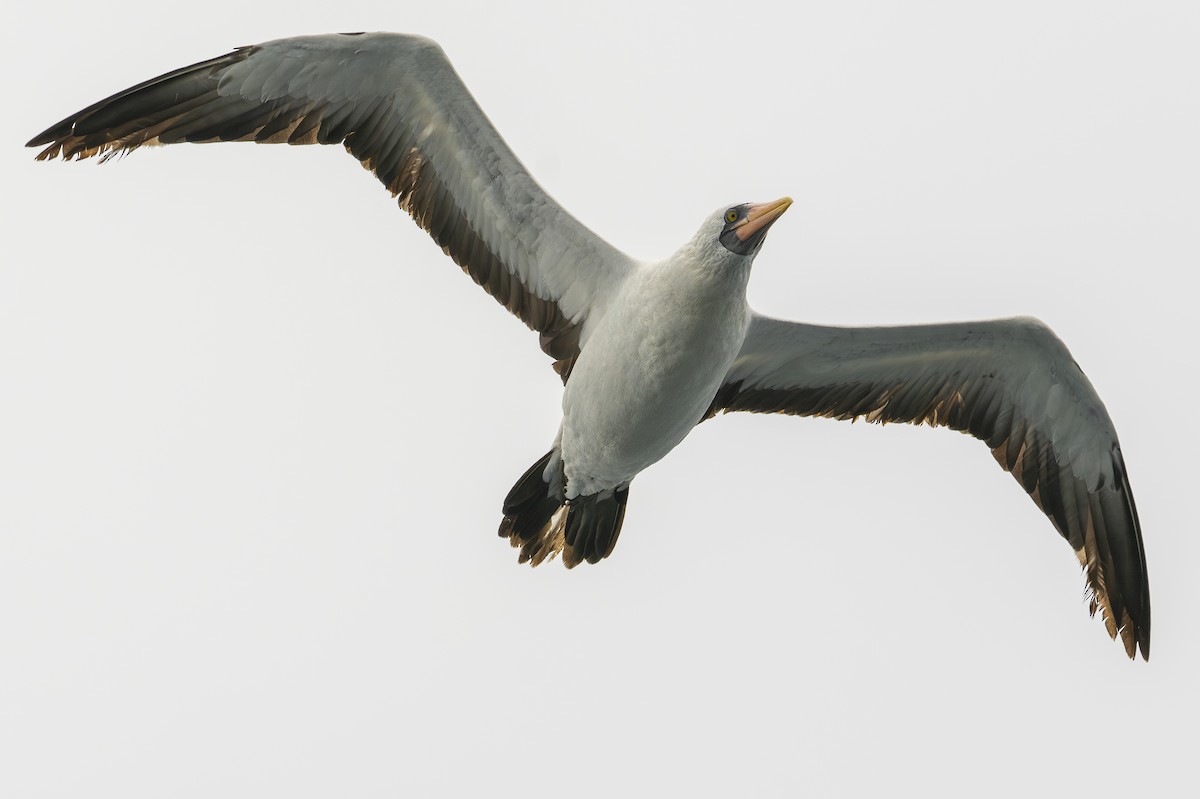 Nazca Booby - ML603683361
