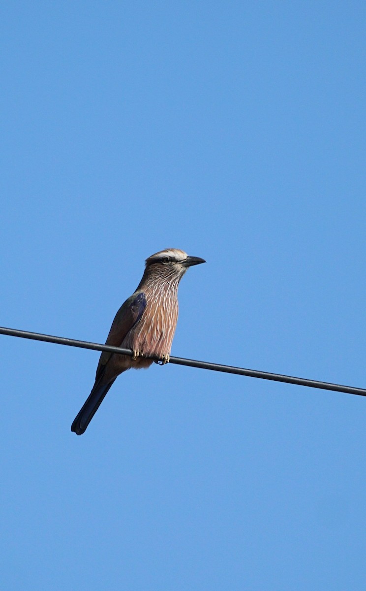 Carraca Coroniparda - ML603685091