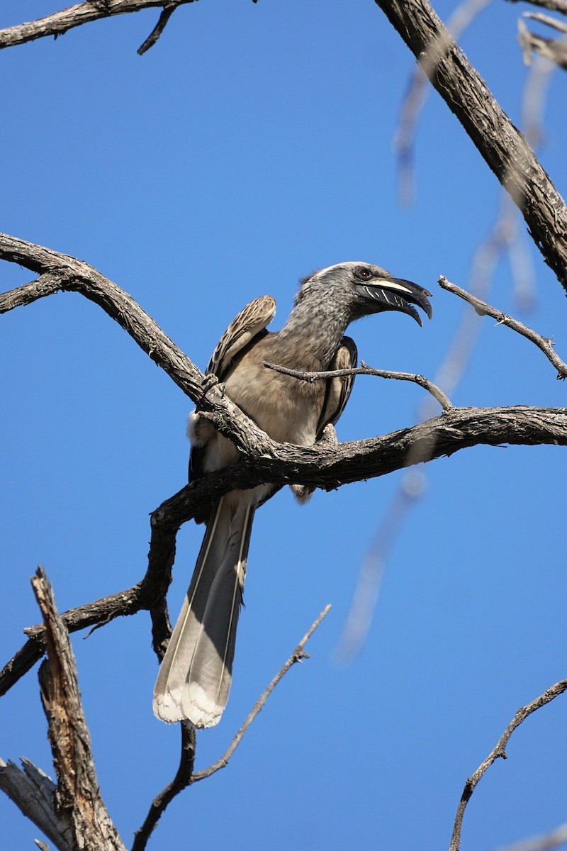 African Gray Hornbill - Joshua Andrews