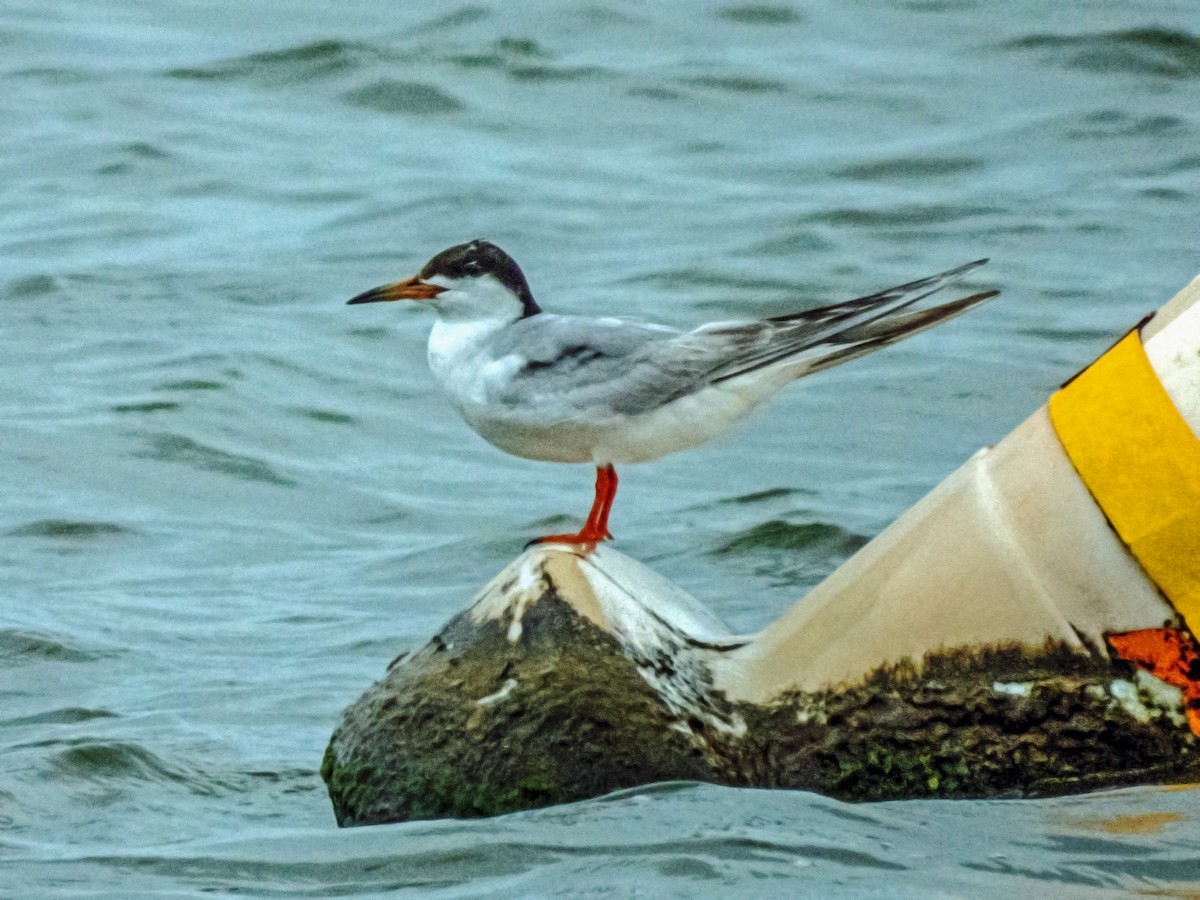 Forster's Tern - Esther M Key