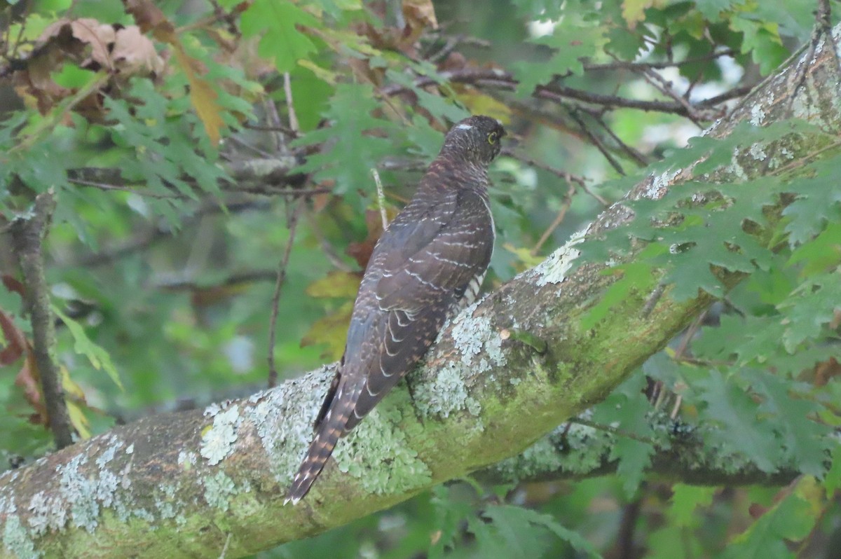 Common Cuckoo - ML603686051