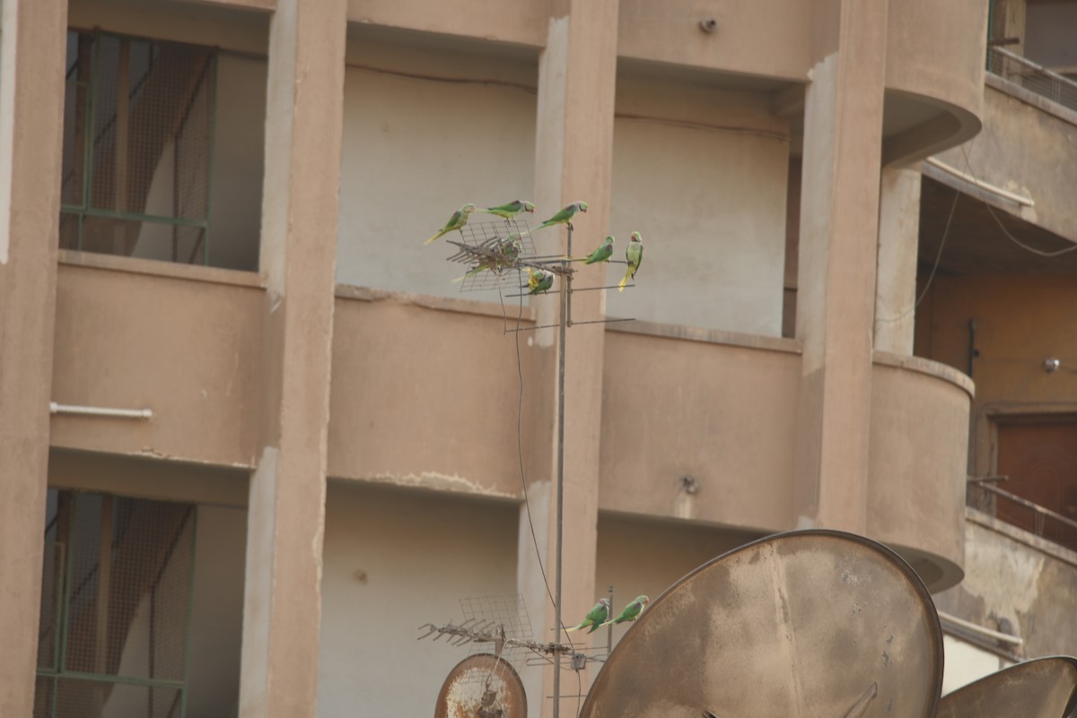 Alexandrine Parakeet - ML603688871