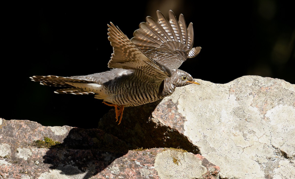 Common Cuckoo - Matti Rekilä
