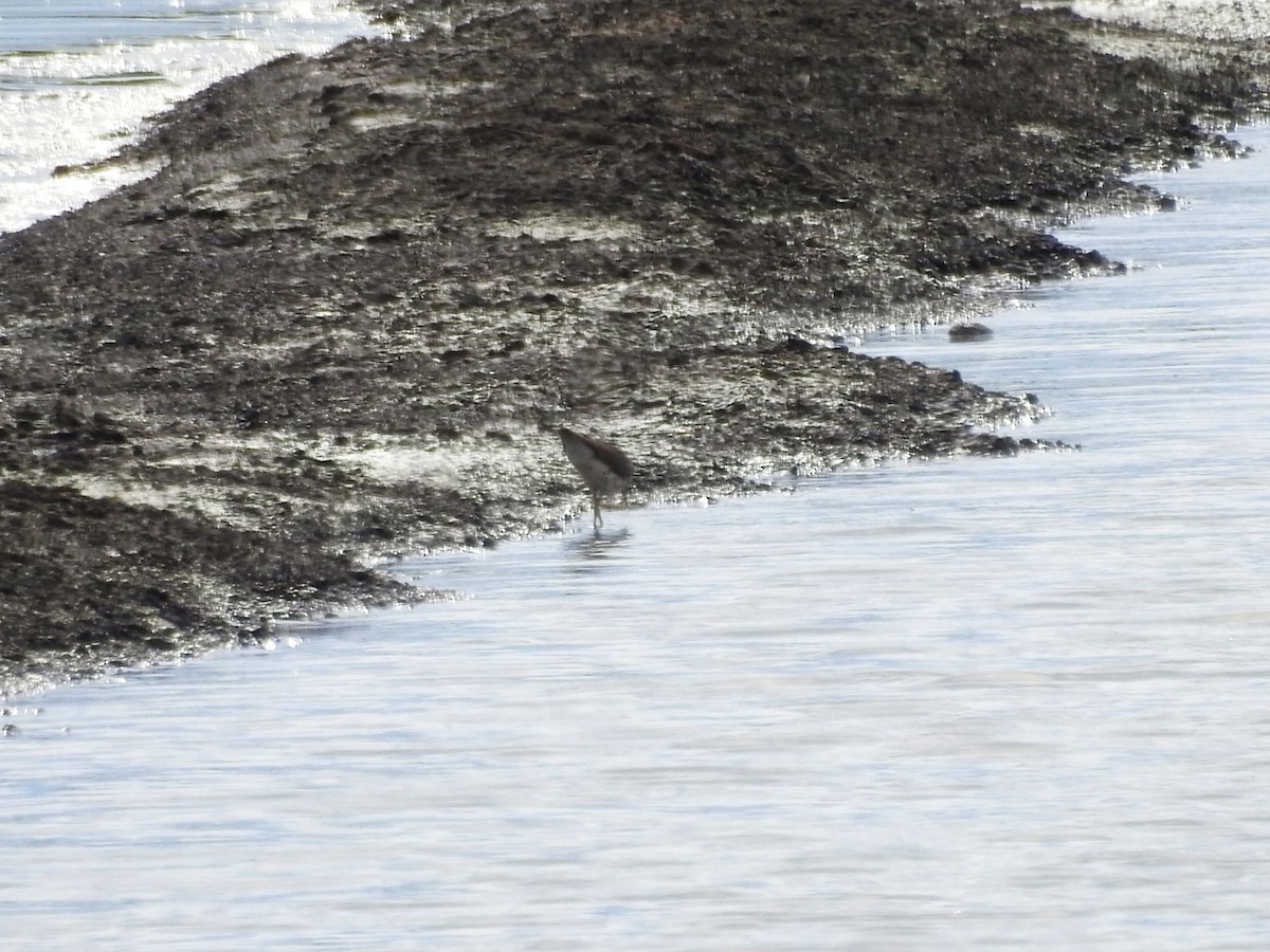 Spotted Sandpiper - Usha Tatini