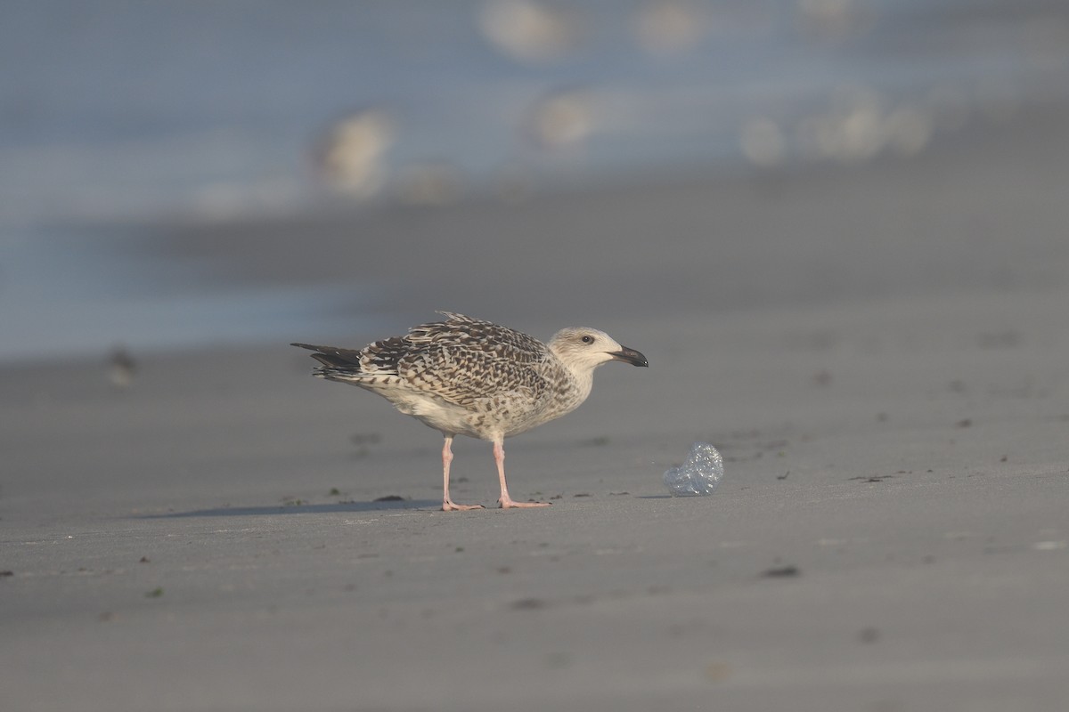 Great Black-backed Gull - ML603690591