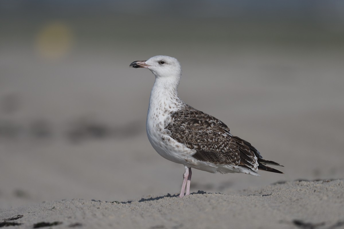 Great Black-backed Gull - ML603690611