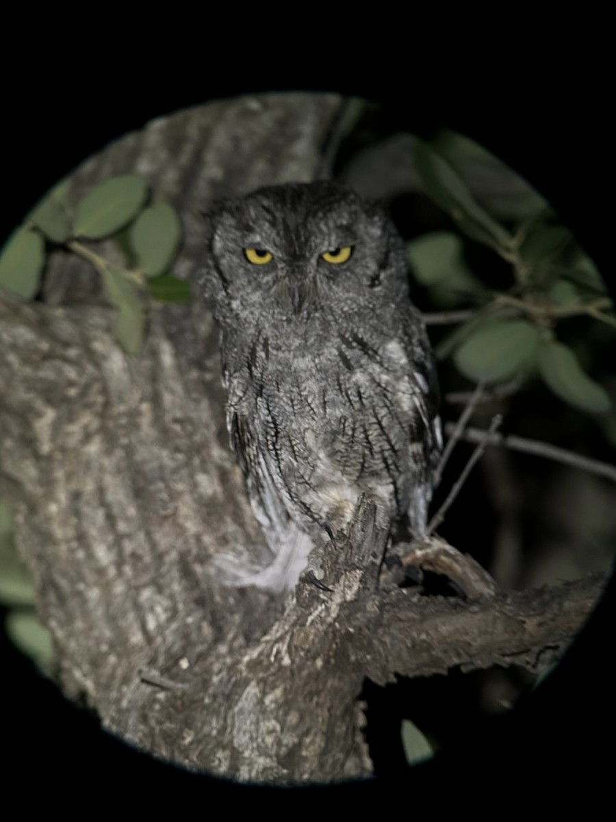 Western Screech-Owl - ML603692771