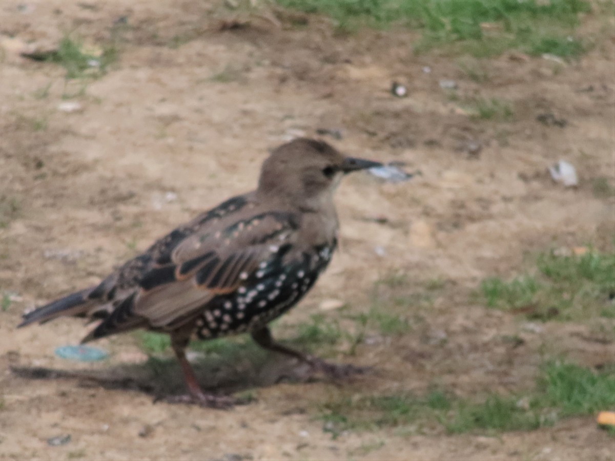 European Starling - ML603694491