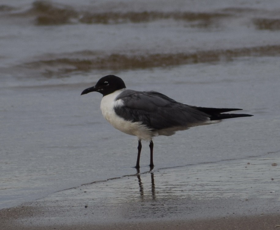 Gaviota Guanaguanare - ML603694921