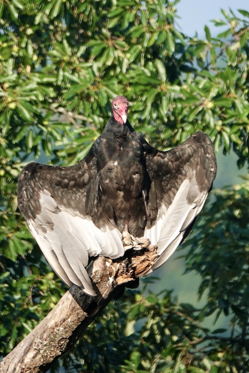 Turkey Vulture - ML603695961