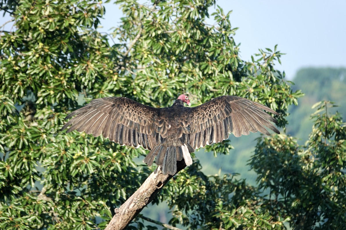 Turkey Vulture - ML603695971