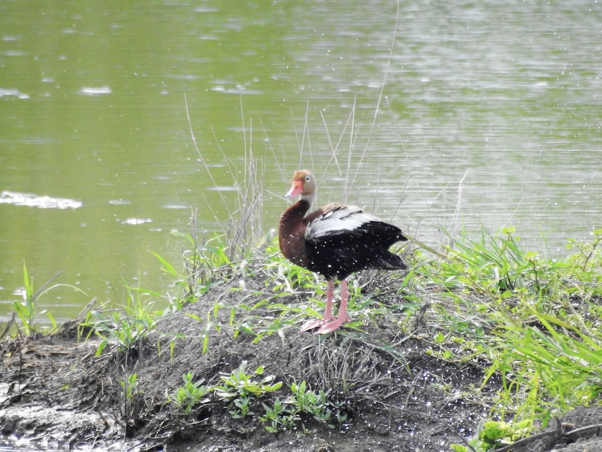 Dendrocygne à ventre noir - ML603695991