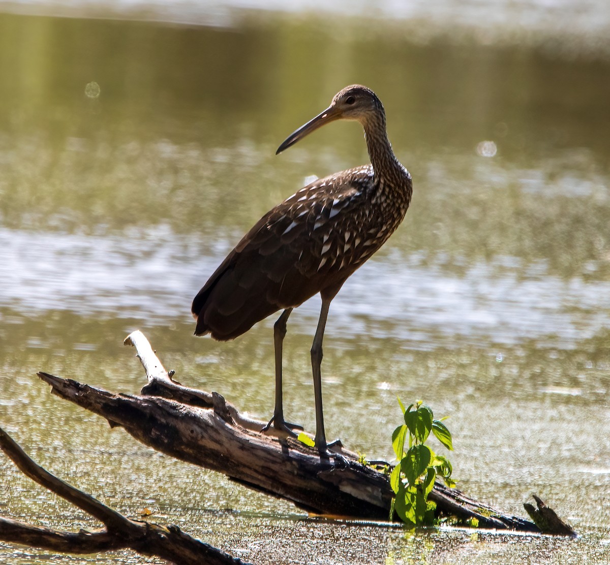 Limpkin (Speckled) - Renee Frederick