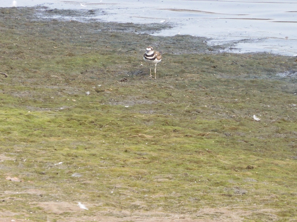 Killdeer - ML603697471