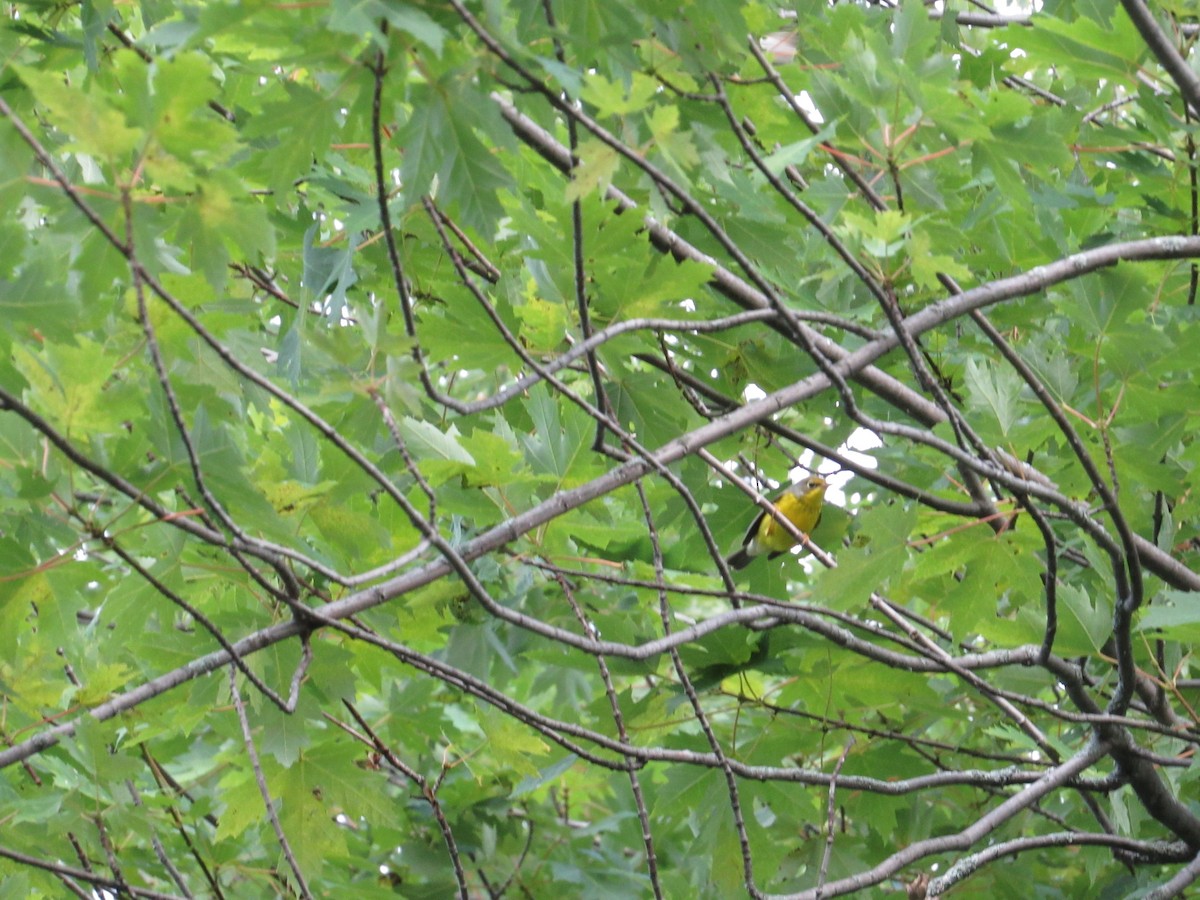 kanadaparula - ML603697501