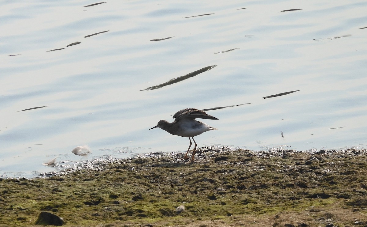 Lesser Yellowlegs - ML603697671