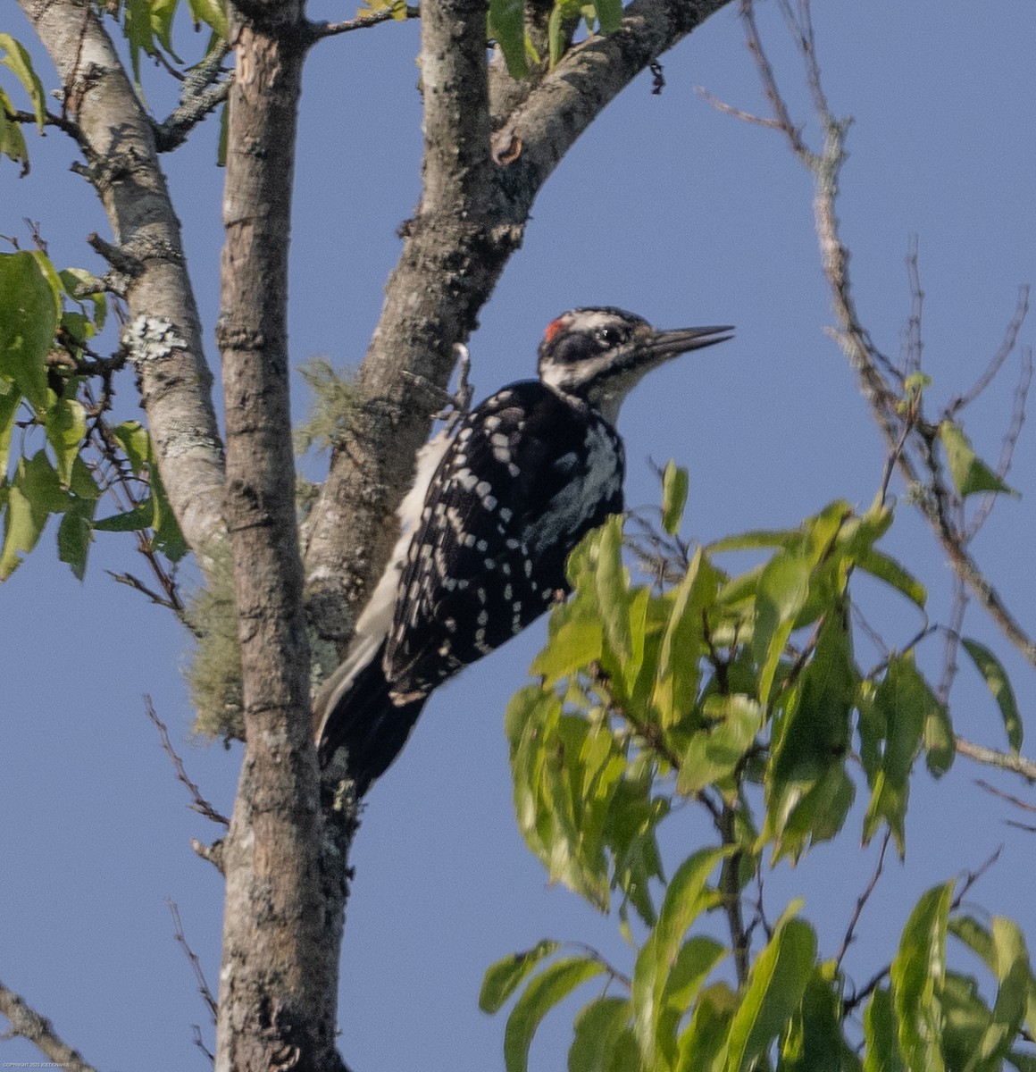 Hairy Woodpecker - ML603697811