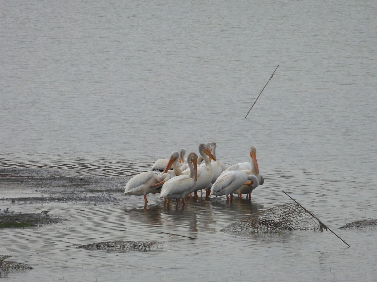 pelikán severoamerický - ML603698051