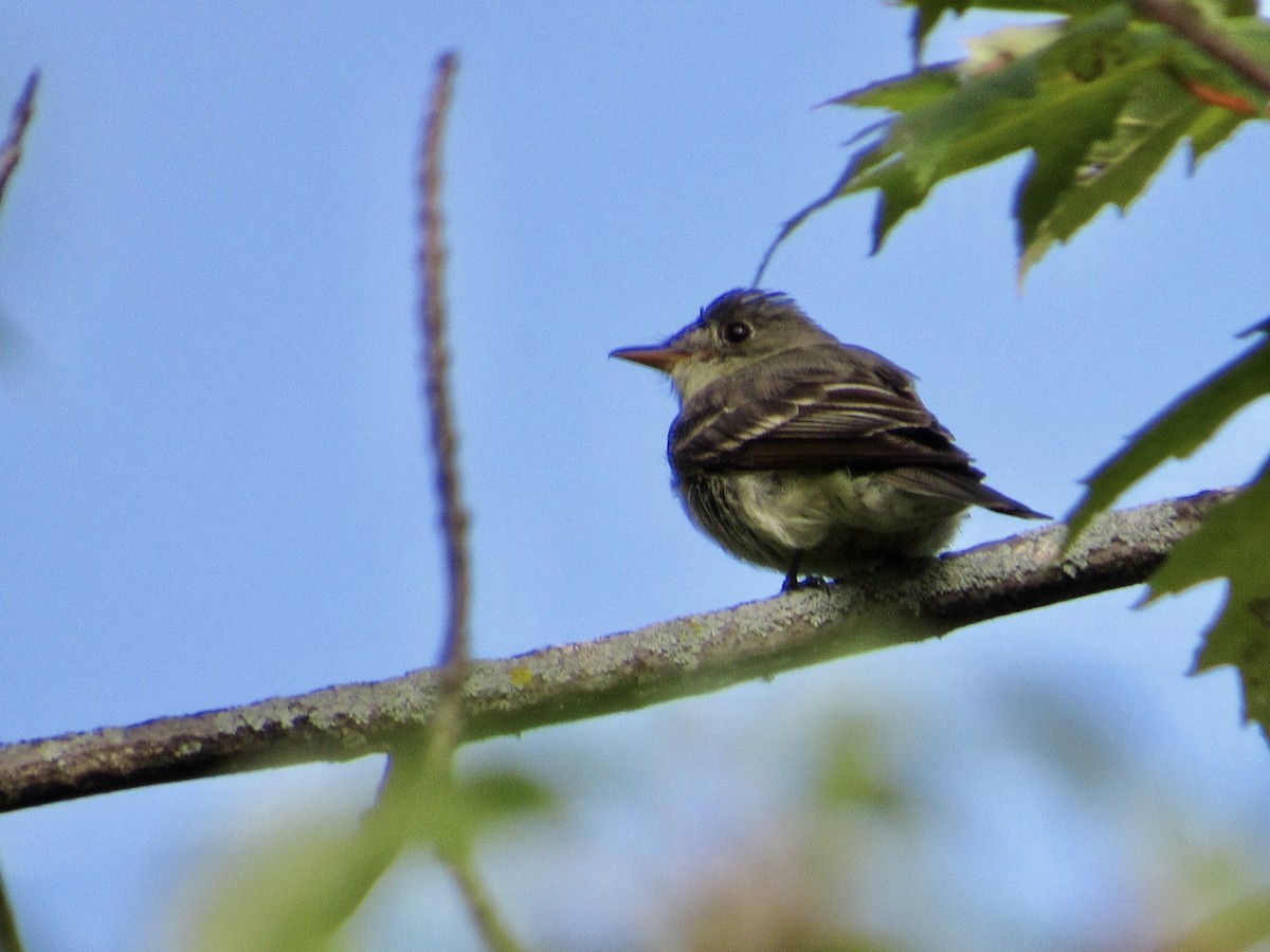 Eastern Wood-Pewee - ML603698091