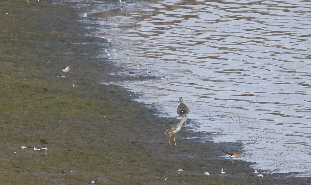 Solitary Sandpiper - ML603698481