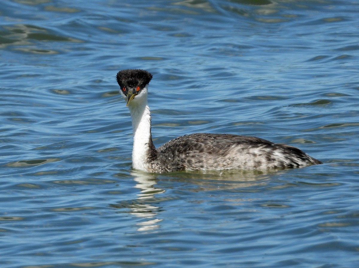 Western Grebe - ML603698921