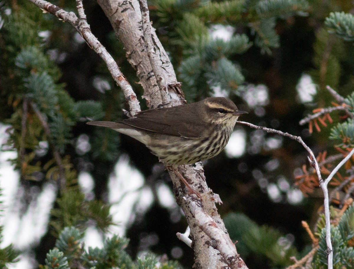 Northern Waterthrush - ML603699271