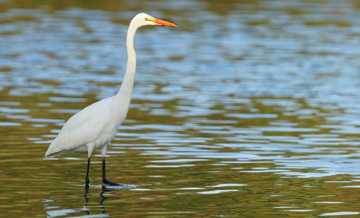 Snowy Egret - ML603700341