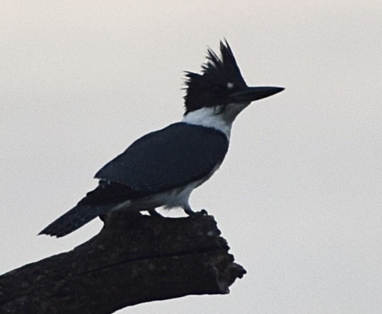 Belted Kingfisher - ML603700681