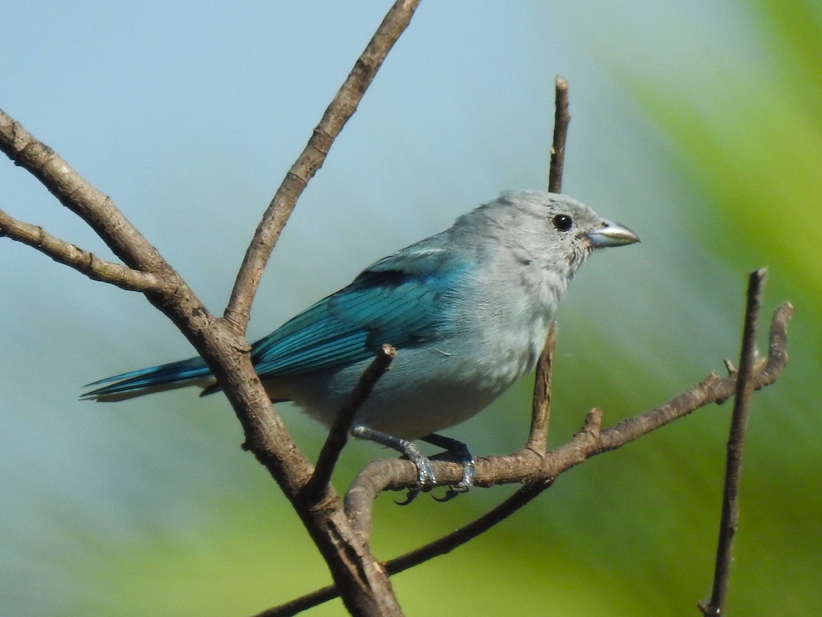 Sayaca Tanager - Ricardo Centurión