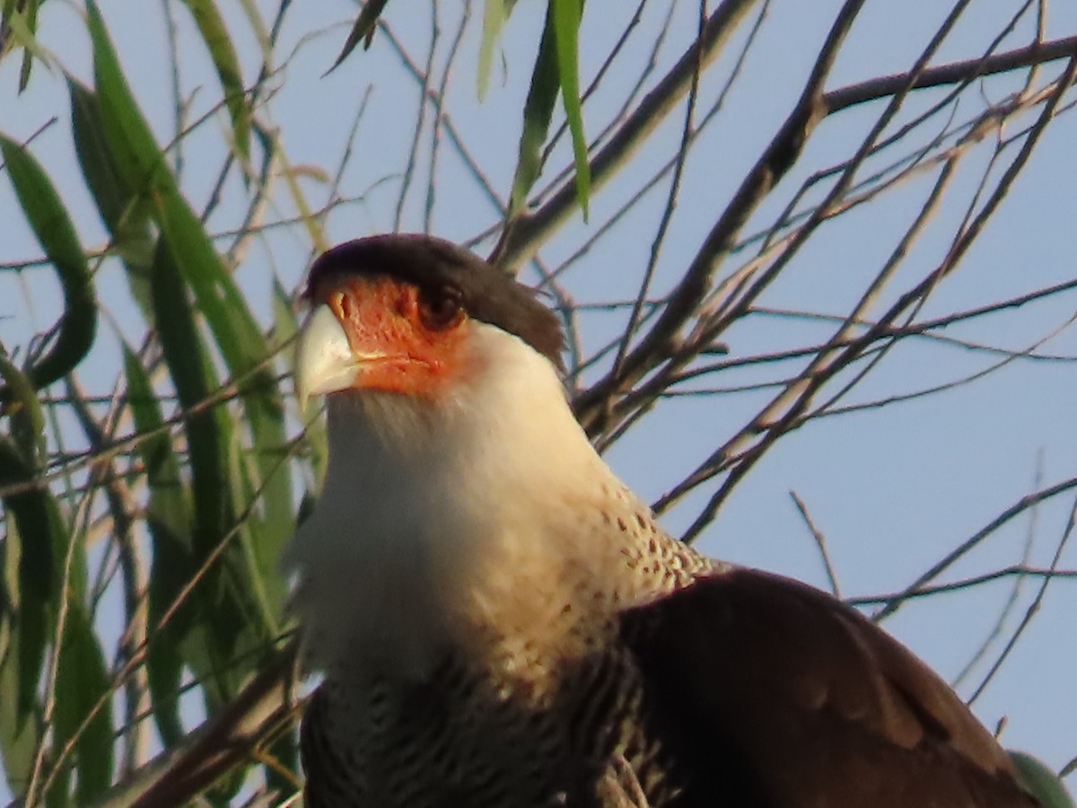 Crested Caracara - ML603701211